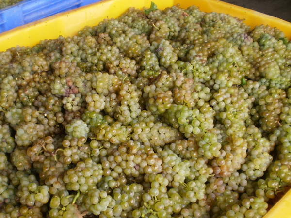 Grapes ready for the Crush