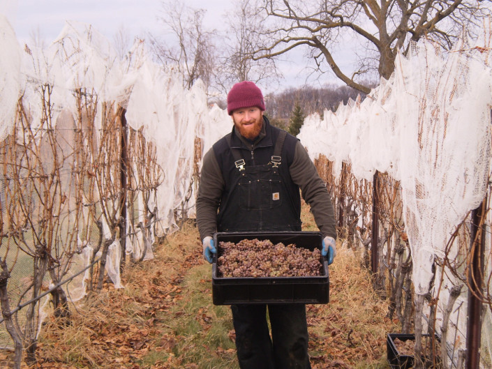 Harvesting Ice Wine Grapes