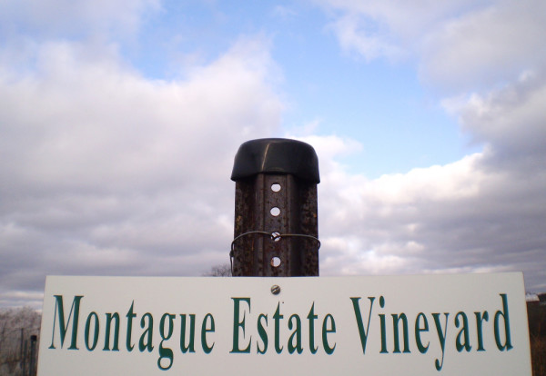 Montague Estate Vineyard