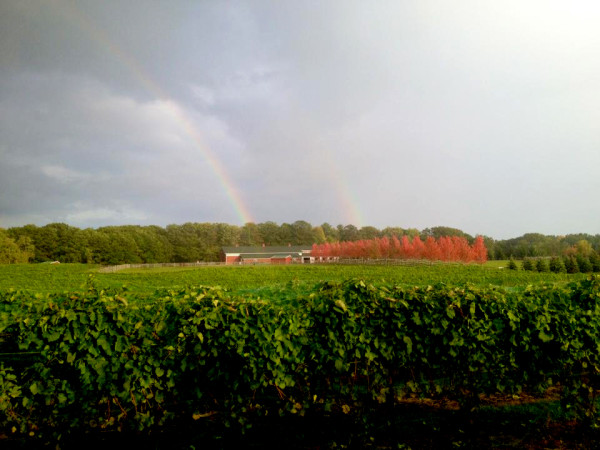 Old Mission Vineyard Rainbow