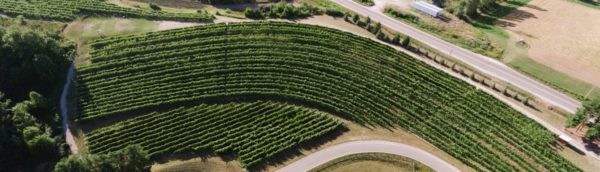 Aerial Vineyard 4 Website