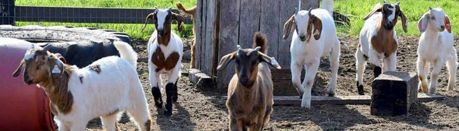 Goats Website 1