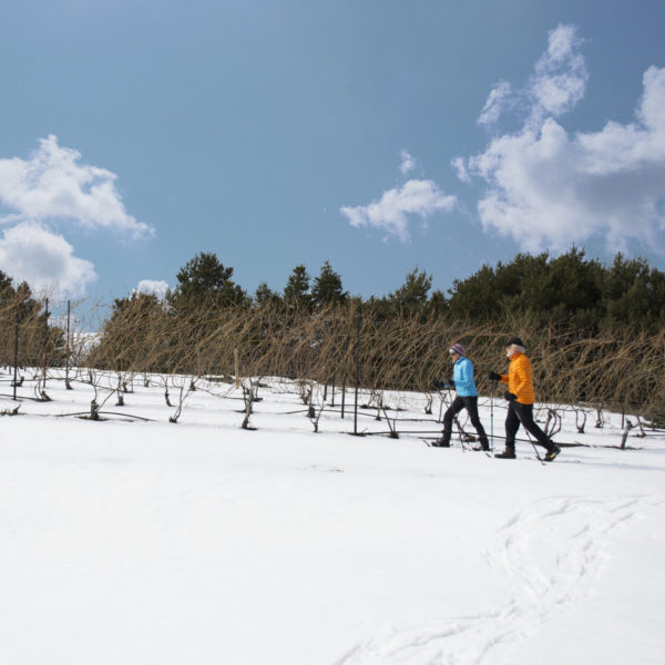 A couple snowshoeing past the vineyard at Black Star Farms Suttons Bay.