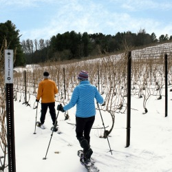 A couple snowshoeing between the vines at Black Star Farms Suttons Bay.