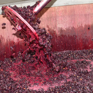 Example of red grapes fermenting with their skins.