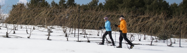 Couple snowshoeing through a vineyard.