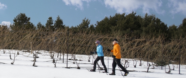 Man and woman snowshoeing through the vineyard at Black Star Farms Suttons Bay.