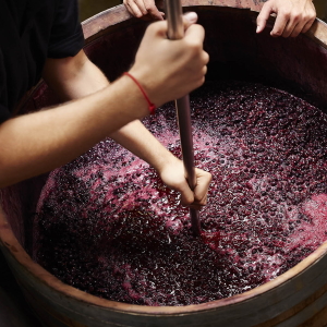 Example of someone performing a punch down during the fermentation stage of wine making.
