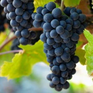 Ripe Pinot Noir grapes on the vine.