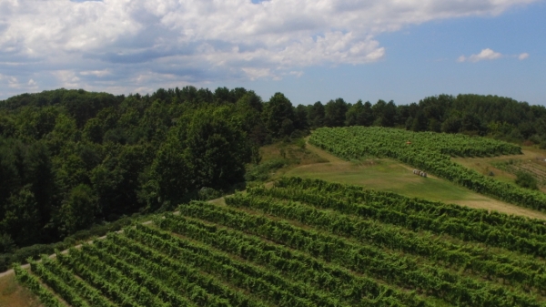 Aerial view of our Suttons Bay Vineyard.